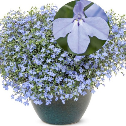 Lobelia erinus 'Laura® Sky Blue' - Sinilobeelia 'Laura® Sky Blue' 